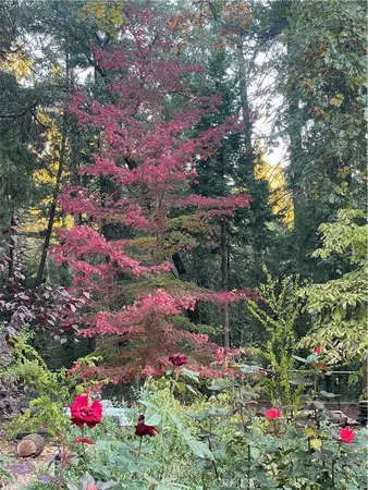 a aerial view of a house with a yard table and chairs