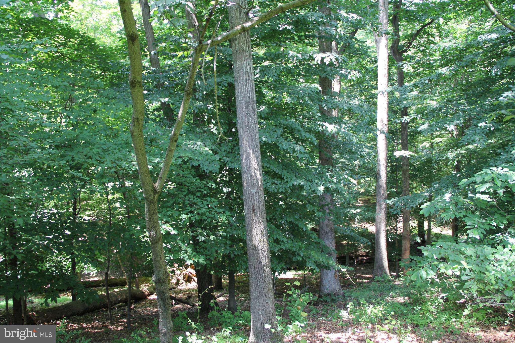 641 Mine Ridge Road Great Falls, VA 22066 - Photo 6 of 22 Exterior (General)