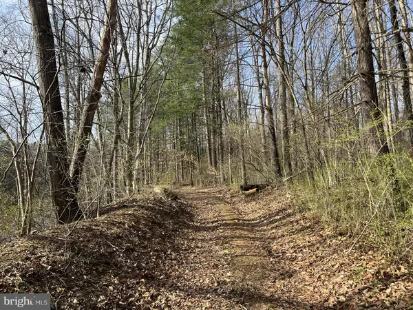 a view of a yard with trees