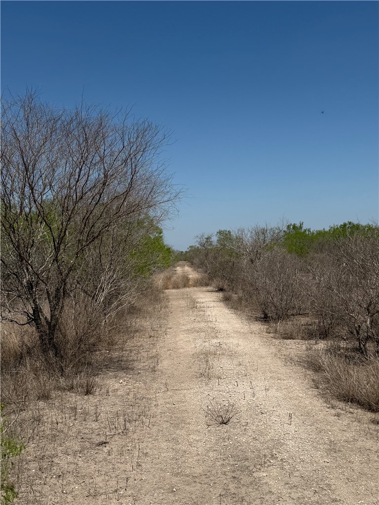 0 County Rd 207 Concepcion, TX 78349 - Photo 4 of 7 a view of a dry yard with trees