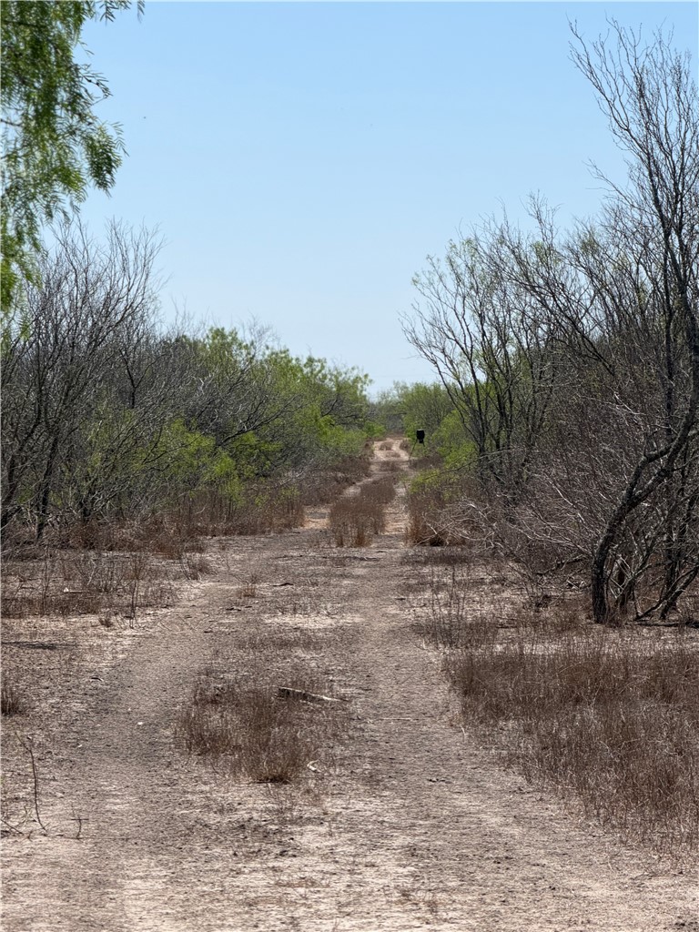 0 County Rd 207 Concepcion, TX 78349 - Photo 6 of 7 a view of a dry yard with trees