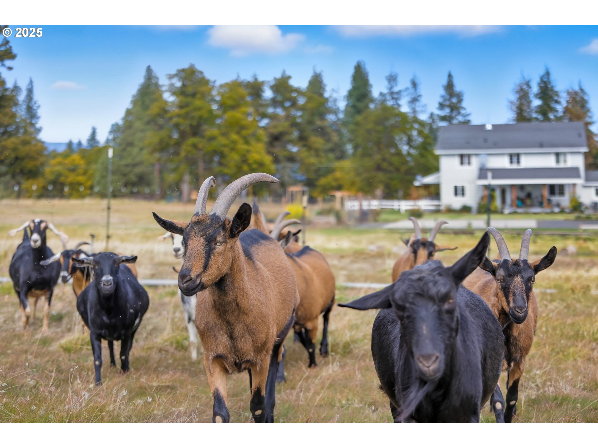 54472 Smock Road Tygh Valley, OR 97063 - Photo 44 of 48 a view of a swimming pool with lawn chairs and a yard