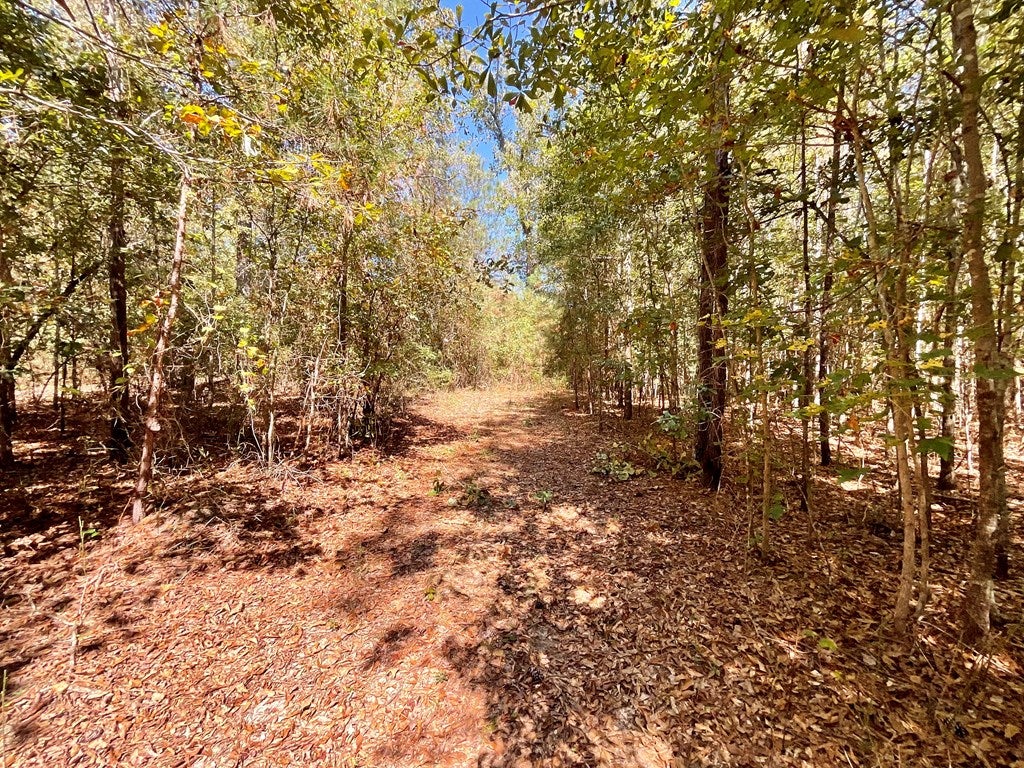 88 Wheeler Rogers Road Rupert, GA 31081 - Photo 31 of 73 Gallery Image 31