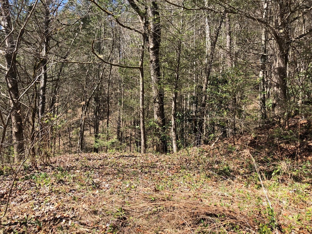 4222 Ball Hollow Road Cosby, TN 37722 - Photo 15 of 18