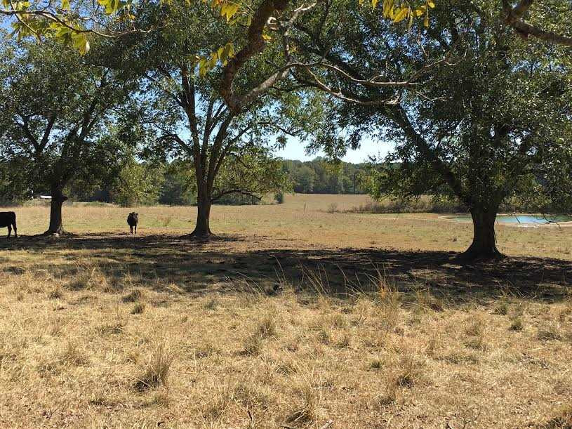 2191 Red Dog Road Carthage, MS 39051 - Photo 42 of 47 Photo 43
