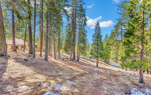 a view of a forest with trees in the background