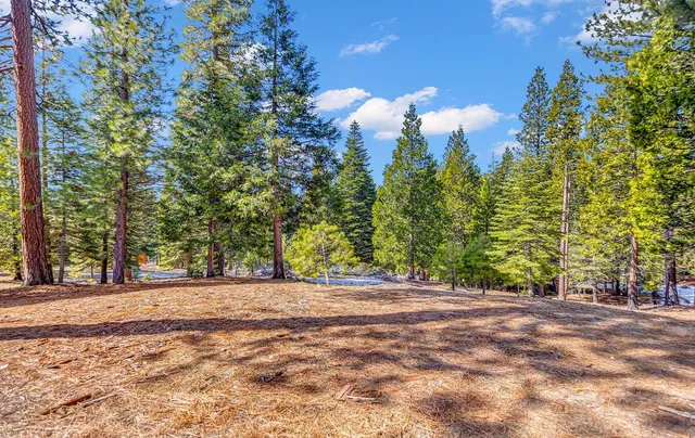 a view of road with large trees