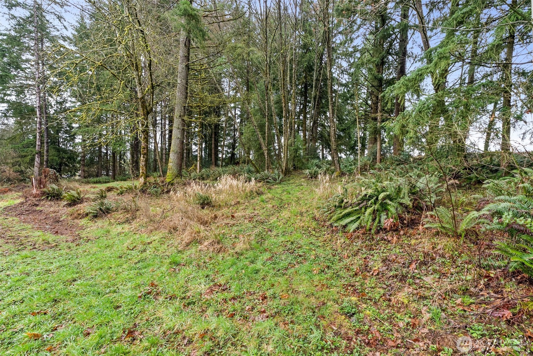126 Burchett Road Onalaska, WA 98570 - Photo 35 of 36 a view of a yard with plants and trees