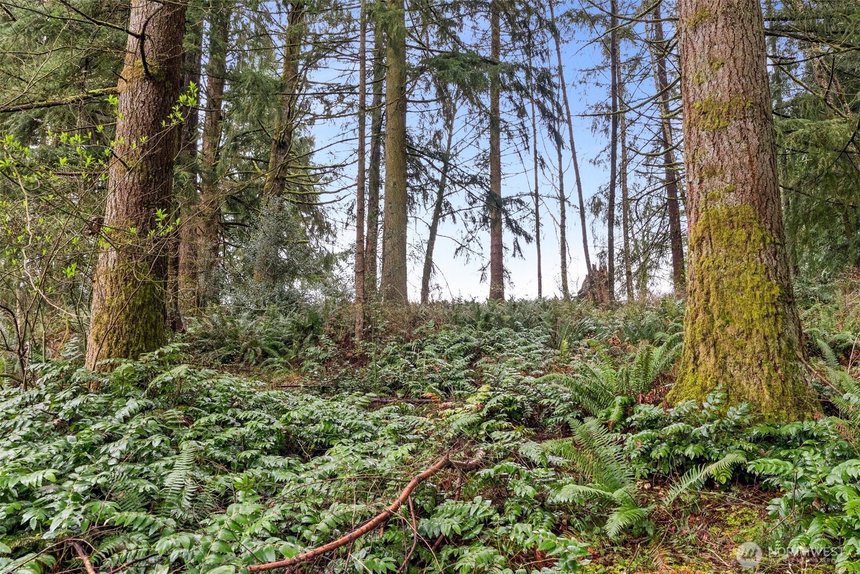 126 Burchett Road Onalaska, WA 98570 - Photo 36 of 36 a view of a garden