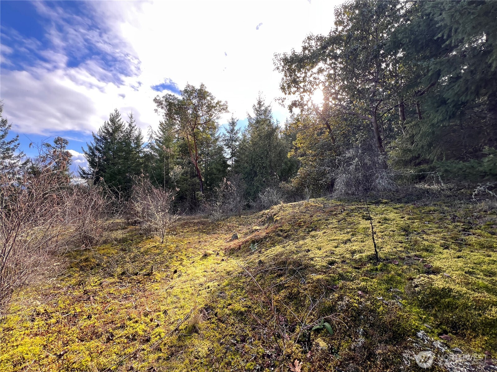 59 X Moose Mountain Road Brinnon, WA 98320 - Photo 3 of 24