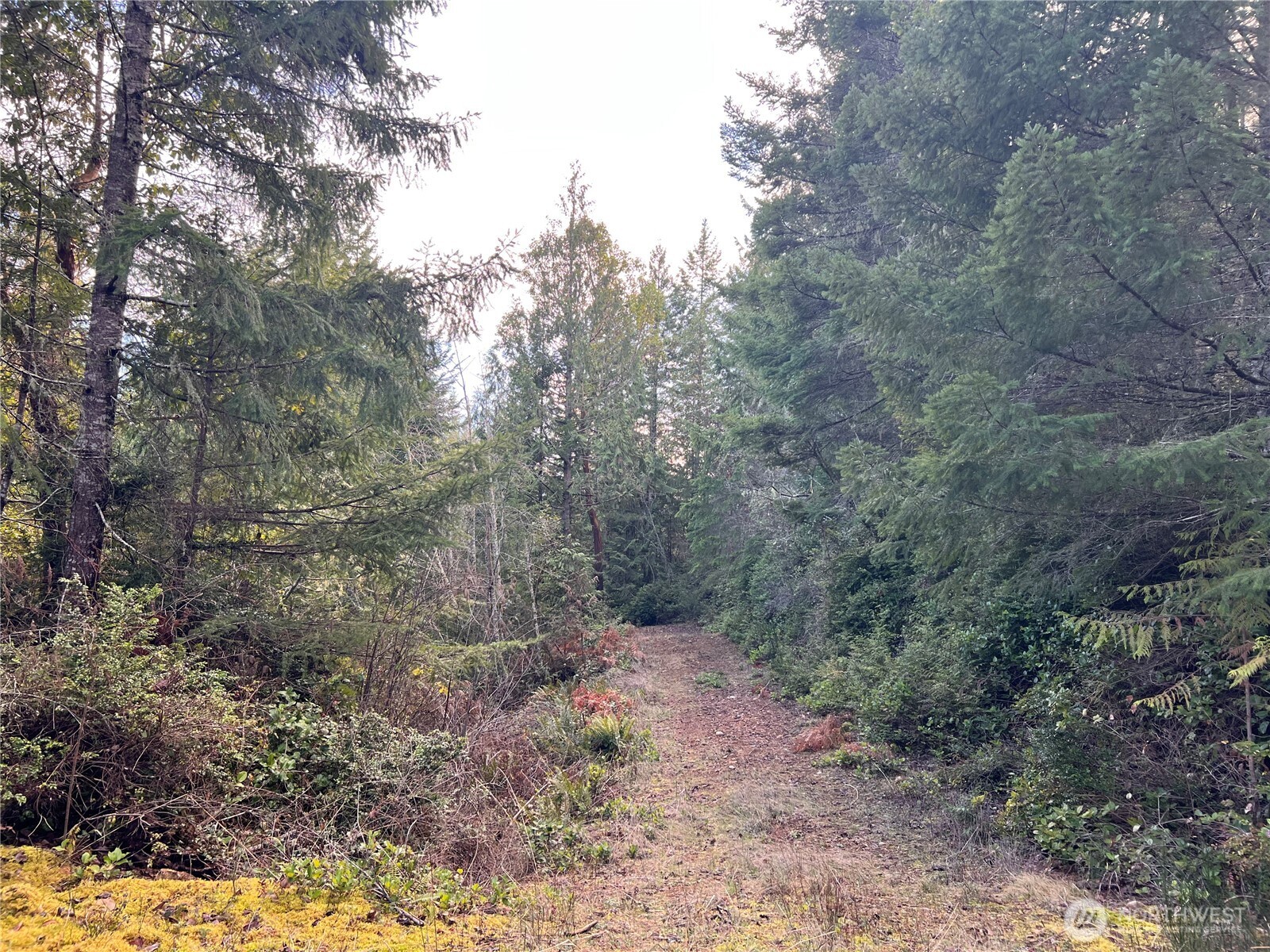 59 X Moose Mountain Road Brinnon, WA 98320 - Photo 4 of 24