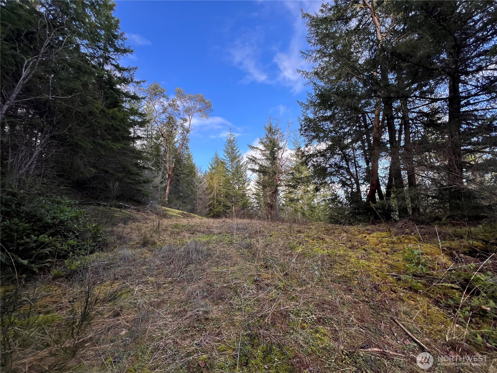 59 X Moose Mountain Road Brinnon, WA 98320 - Photo 5 of 24