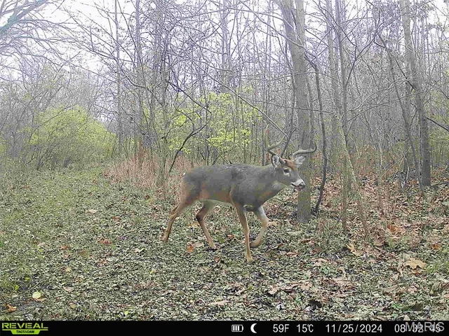 $380,000 | 498 Panama Avenue, Sorento, IL 62086