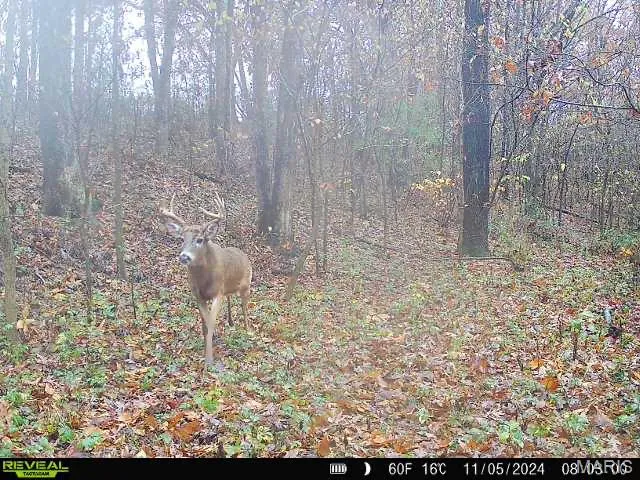 $380,000 | 498 Panama Avenue, Sorento, IL 62086