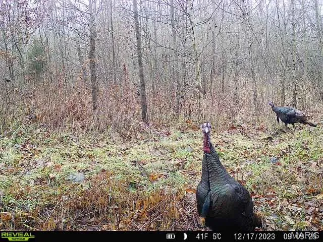 $380,000 | 498 Panama Avenue, Sorento, IL 62086