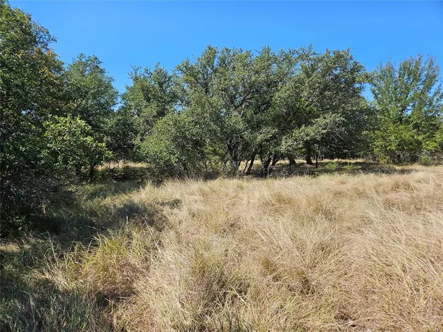 a view of a yard covered with trees