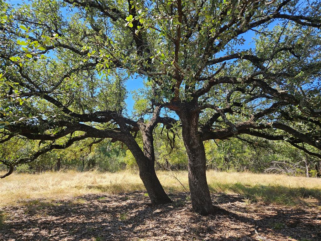 475 Overlook Ridge Bluff Dale, TX 76433 - Photo 3 of 27 a view of a tree in a yard