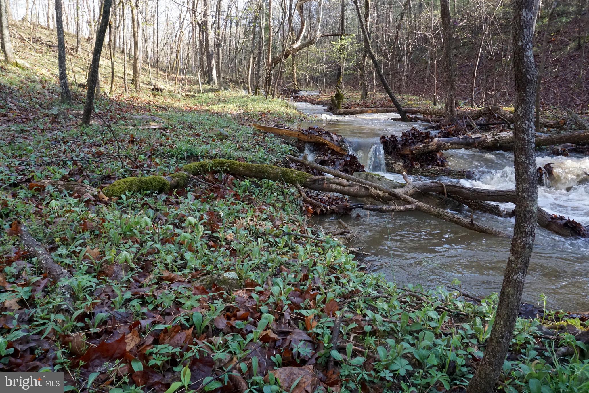 3970 Panhandle Road Front Royal, VA 22630 - Photo 81 of 93 Babbling brook behind the house