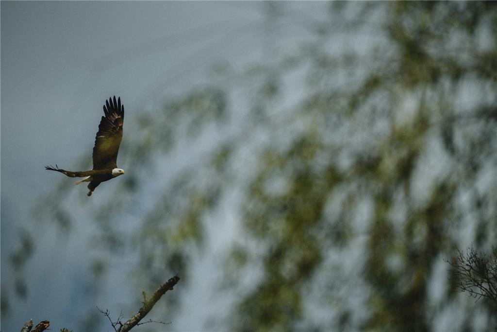 700 Cottage Lane Covington, LA 70433 - Photo 47 of 50