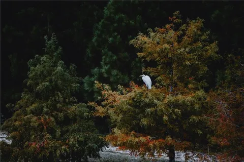 $660,000 | 700 Cottage Lane, Covington, LA 70433