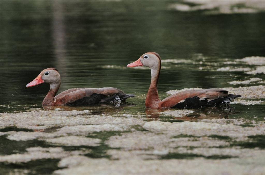700 Cottage Lane Covington, LA 70433 - Photo 49 of 50