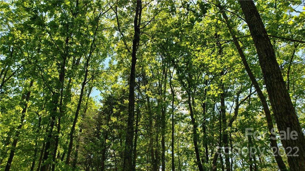 0 Sugar Hollow Road, Unit 3 PROPOSED Clover, SC 29710 - Photo 20 of 35 a view of a lush green forest