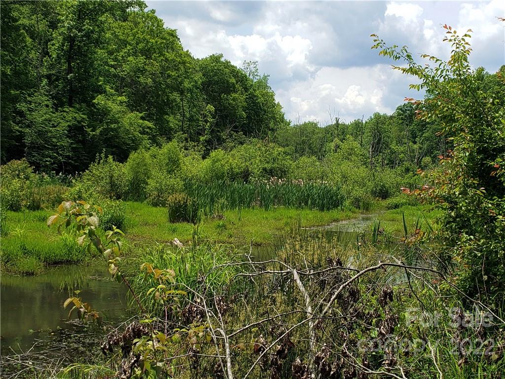 0 Sugar Hollow Road, Unit 3 PROPOSED Clover, SC 29710 - Photo 23 of 35 a view of a lush green forest with lots of trees