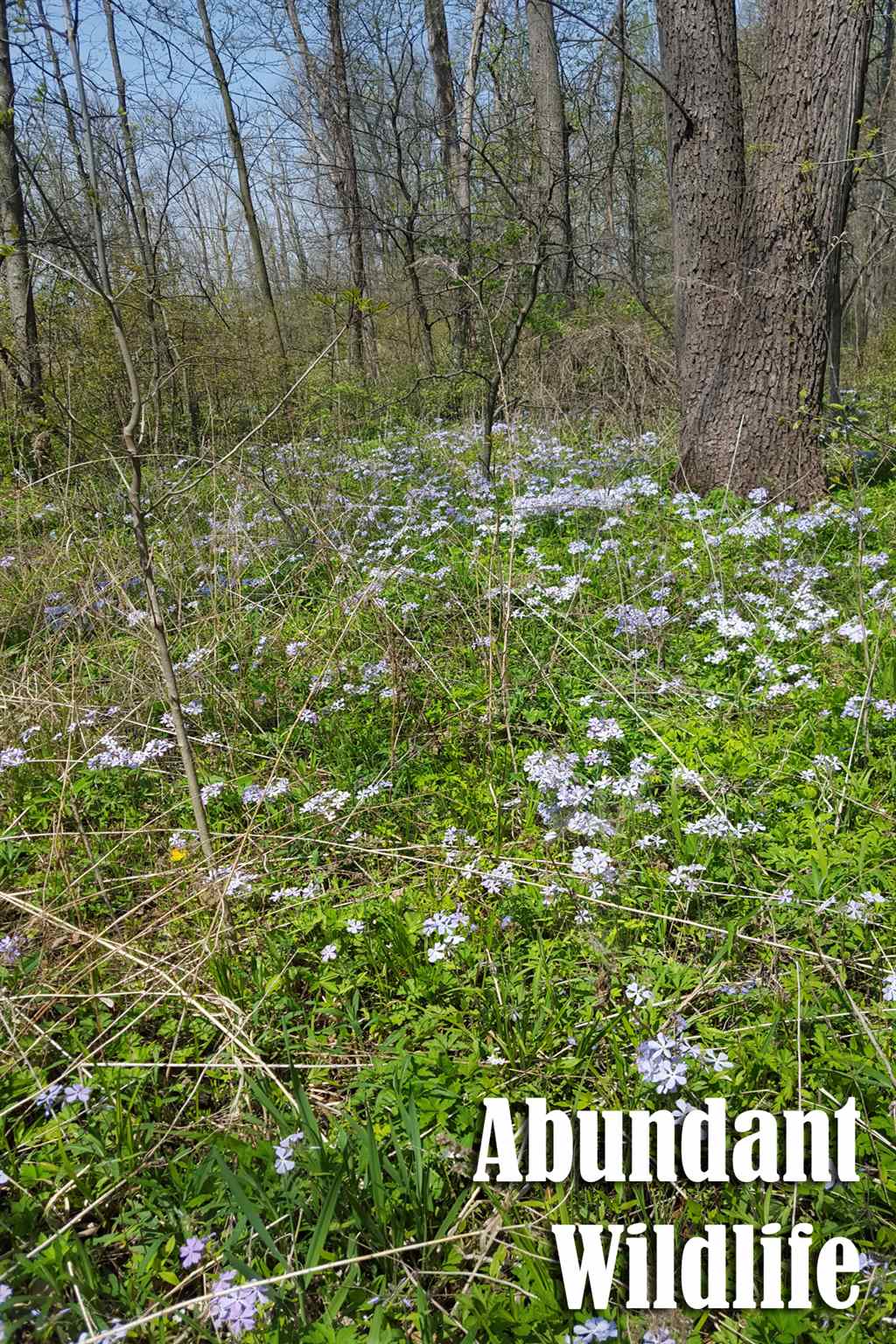 0 West Dupont Road Fort Wayne, IN 46818 - Photo 4 of 15