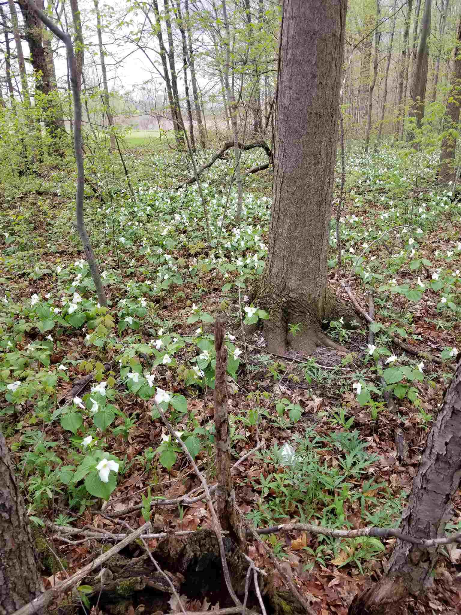 0 West Dupont Road Fort Wayne, IN 46818 - Photo 8 of 15