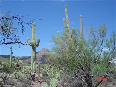 7400 West Ina Road, Unit LOT4E Tucson, AZ 85743 - Photo 1 of 3