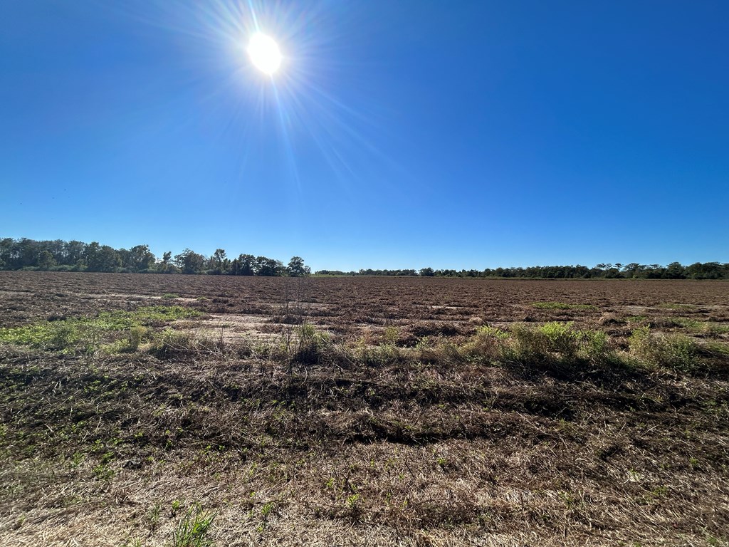 5.107-ac 5.107-ac Road Cottonwood, AL 36320 - Photo 12 of 19