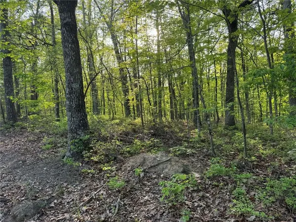 a view of forest