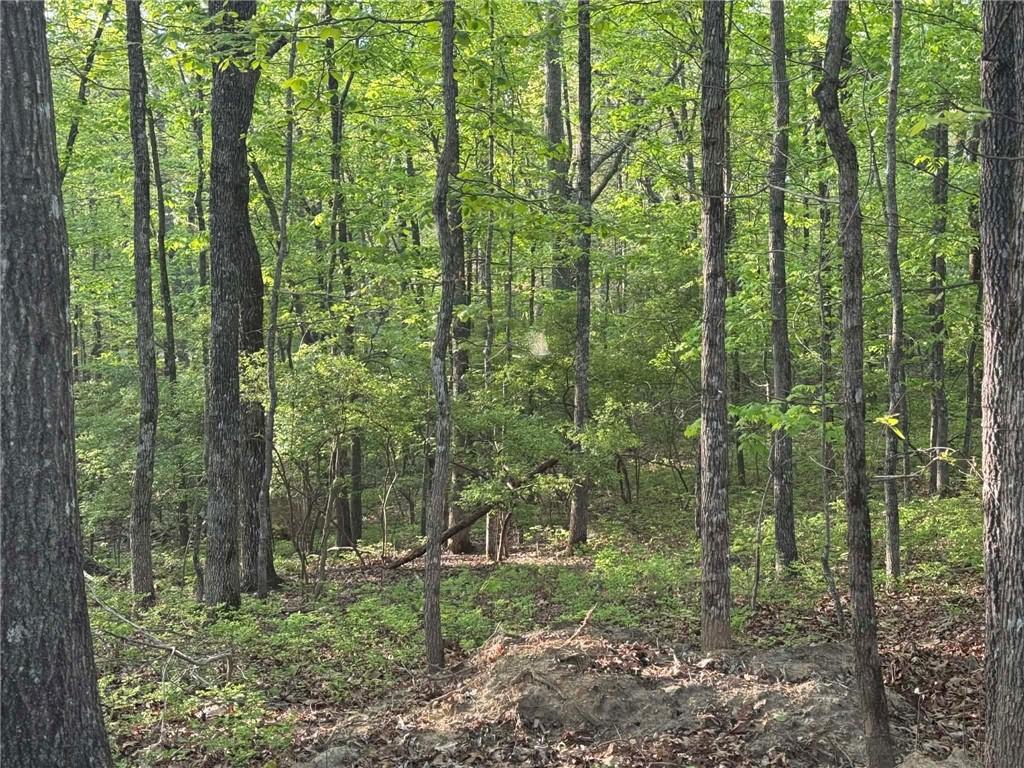 1440 Hanna Drive Ranger, GA 30734 - Photo 4 of 10 a view of a forest that has large trees