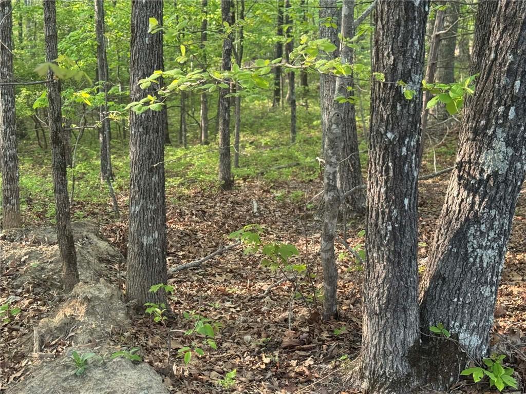 1440 Hanna Drive Ranger, GA 30734 - Photo 5 of 10 a view of a forest