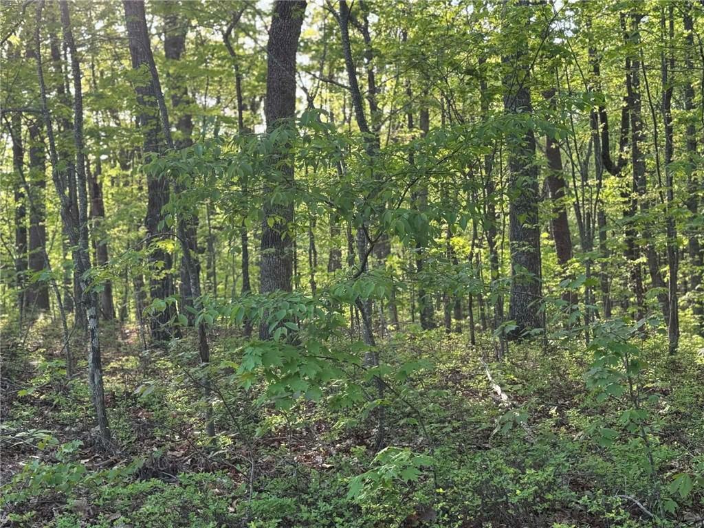 1440 Hanna Drive Ranger, GA 30734 - Photo 7 of 10 a view of a lush green forest