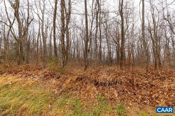 a view of lots of trees