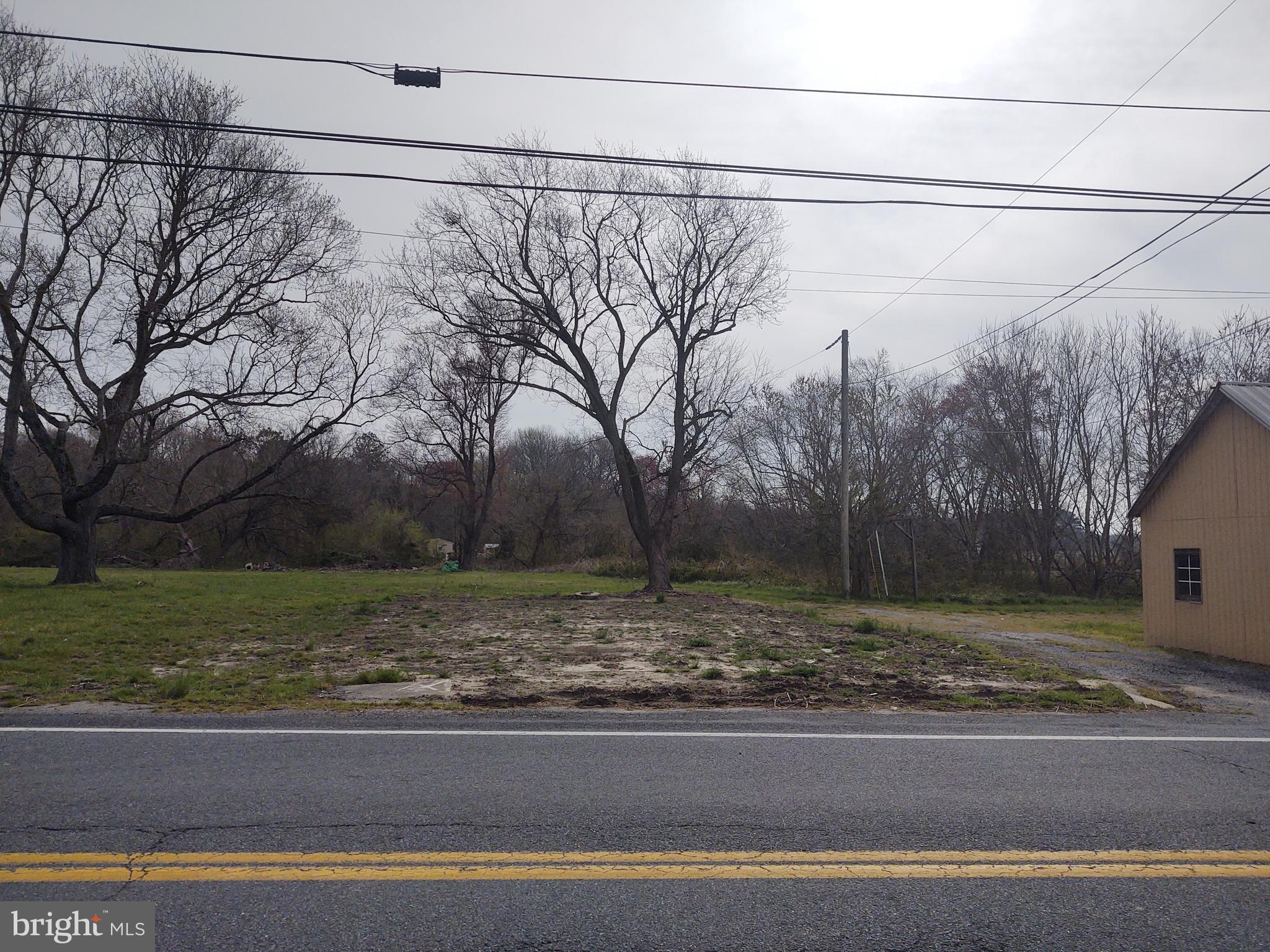 5045 Powellville Road Pittsville, MD 21850 - Photo 3 of 14 a view of a yard with a large tree