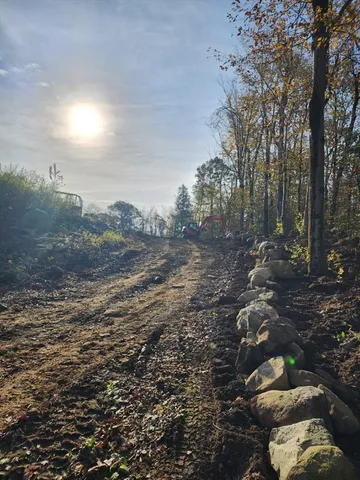 a view of a forest filled with trees