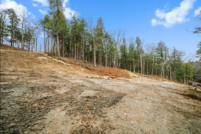 a view of backyard with tree