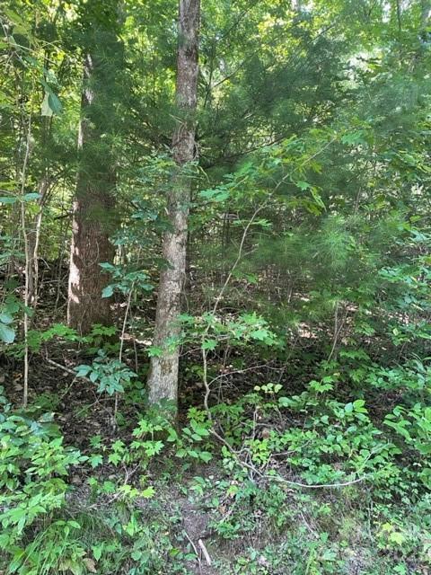 0 Pace Mountain Road Saluda, NC 28773 - Photo 4 of 6 Gallery Image 4