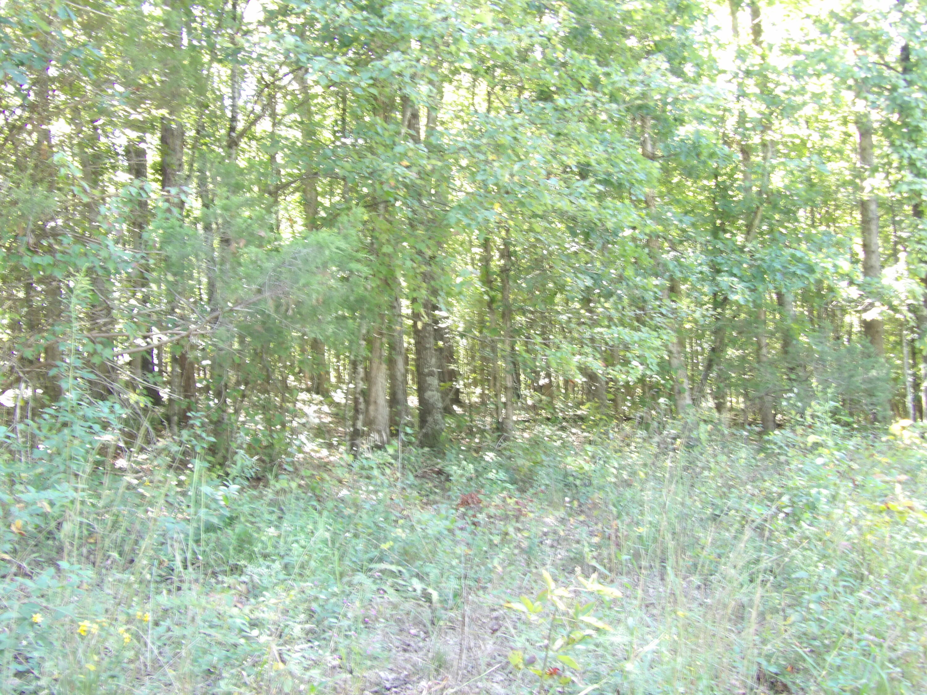 100 Summer City Road Evensville, TN 37332 - Photo 21 of 33 100_1948