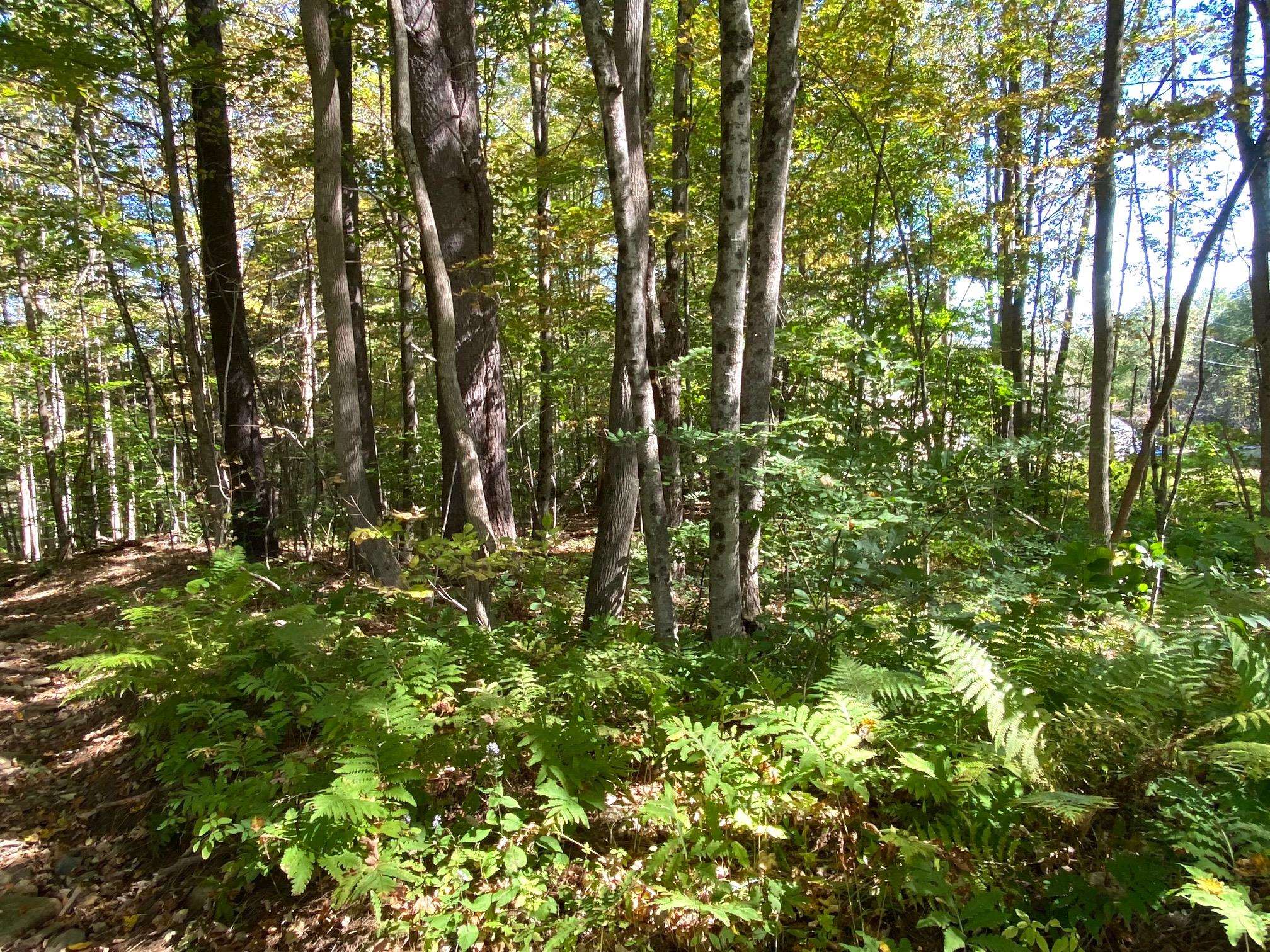 0 Gib Lockerby Road Grafton, VT 05146 - Photo 16 of 17