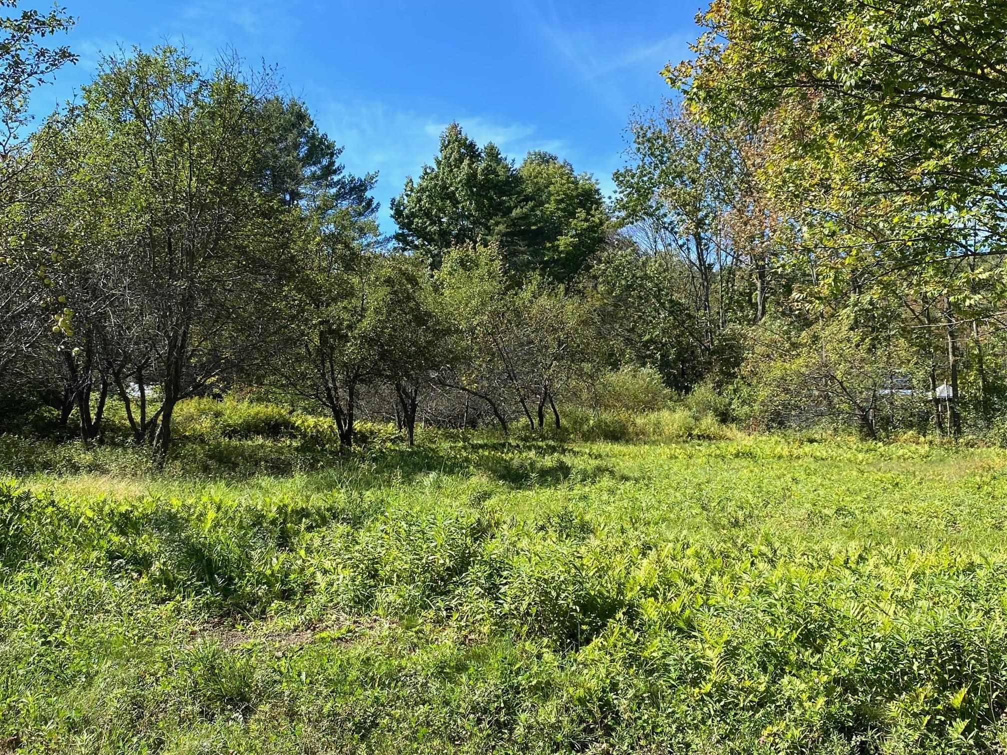 0 Gib Lockerby Road Grafton, VT 05146 - Photo 4 of 17