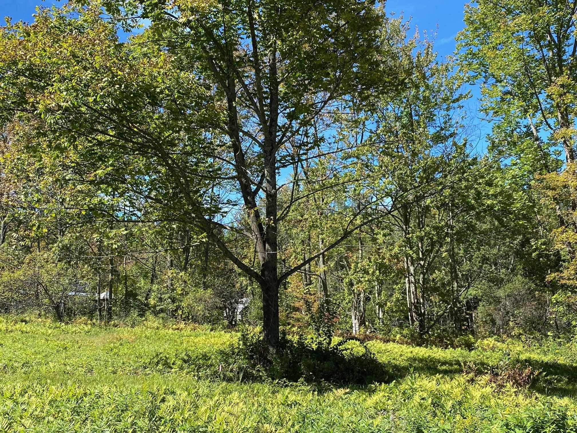 0 Gib Lockerby Road Grafton, VT 05146 - Photo 5 of 17