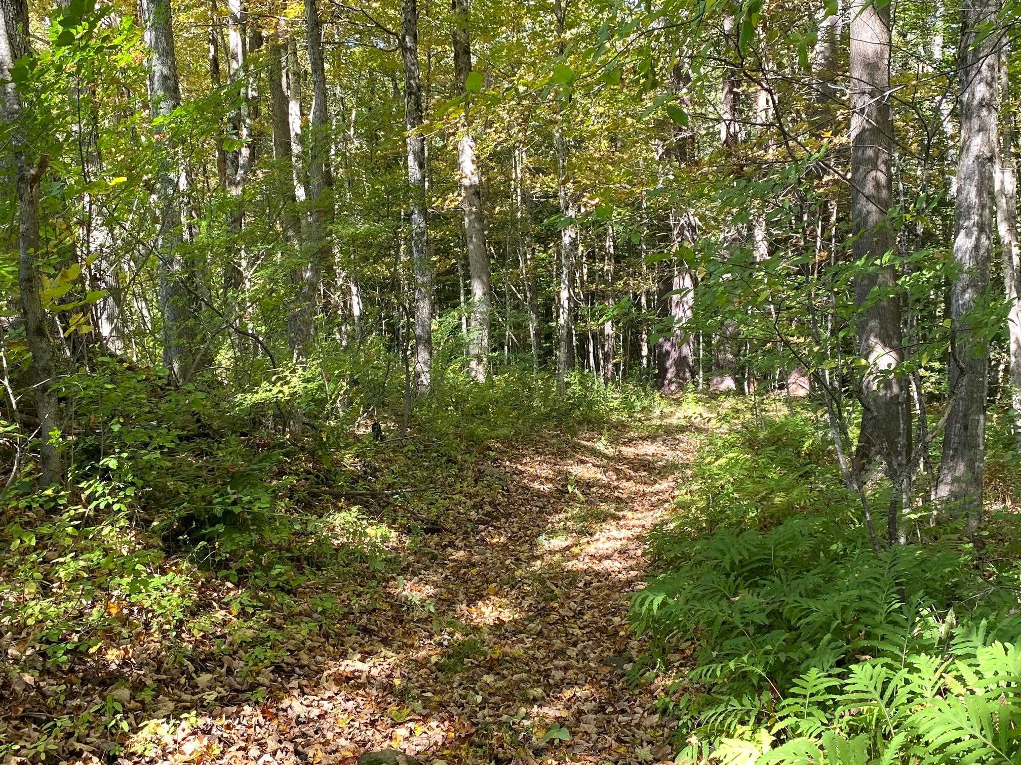 0 Gib Lockerby Road Grafton, VT 05146 - Photo 6 of 17