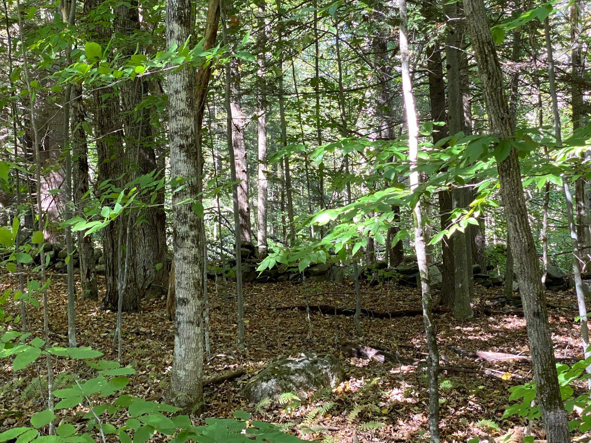 0 Gib Lockerby Road Grafton, VT 05146 - Photo 7 of 17