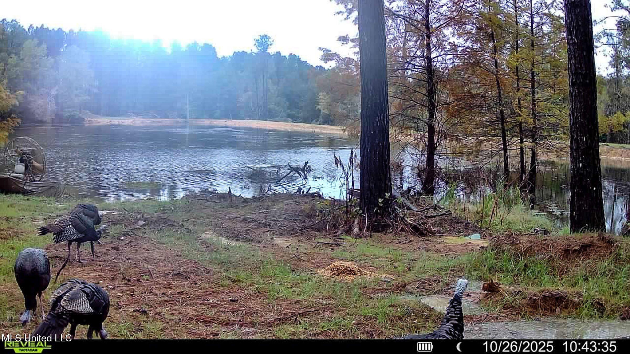 348 Beaverdam Road Camden, MS 39045 - Photo 11 of 121 10.26.25 turkeys