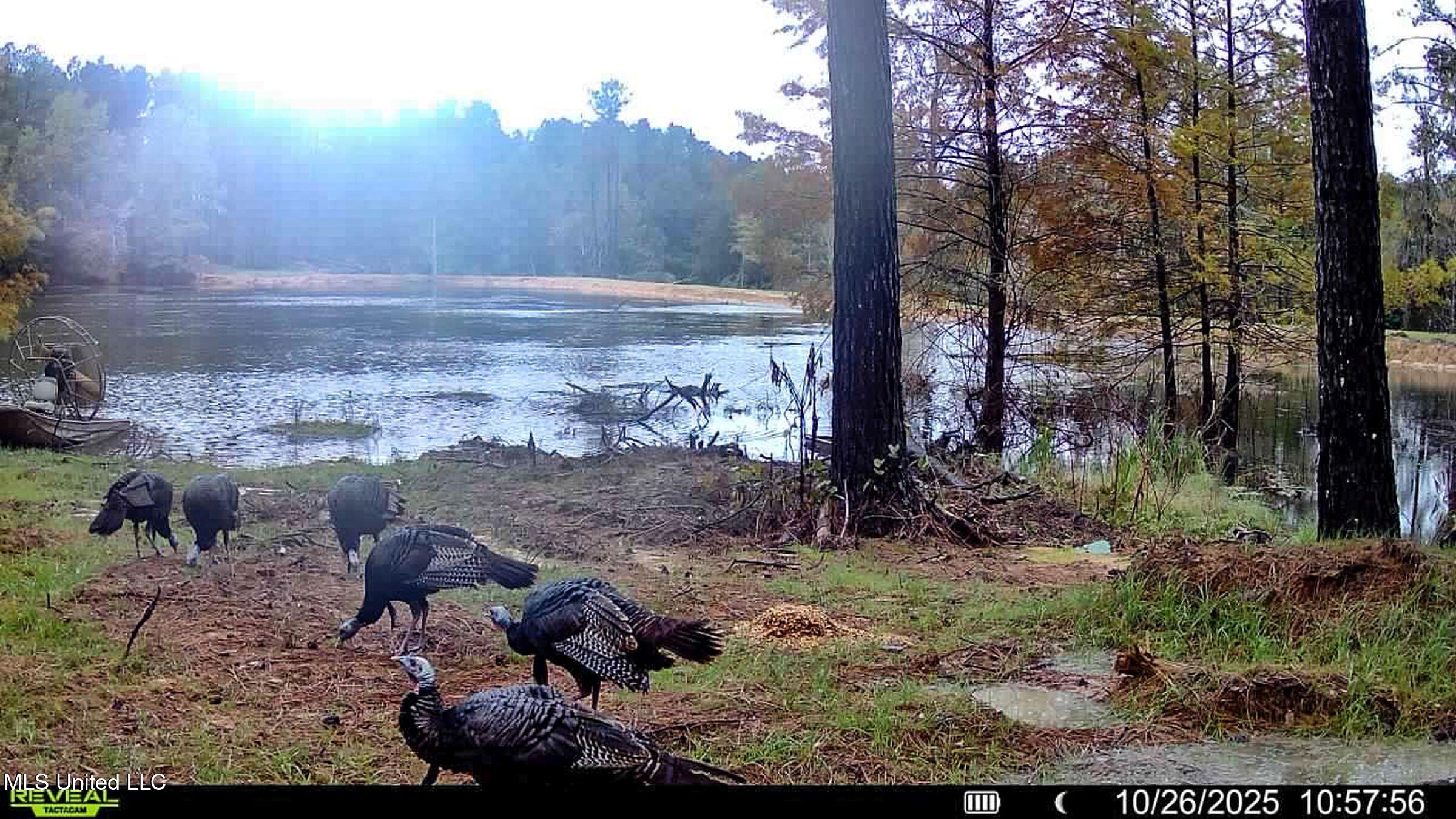 348 Beaverdam Road Camden, MS 39045 - Photo 12 of 121 turkeys 10.26.25