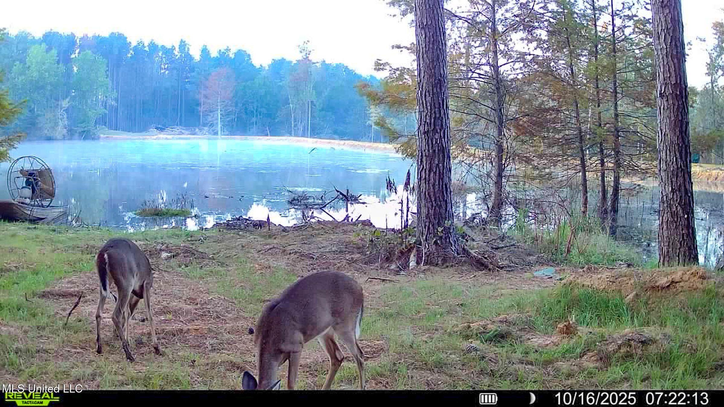 348 Beaverdam Road Camden, MS 39045 - Photo 14 of 122 cabin deer 10.16.25