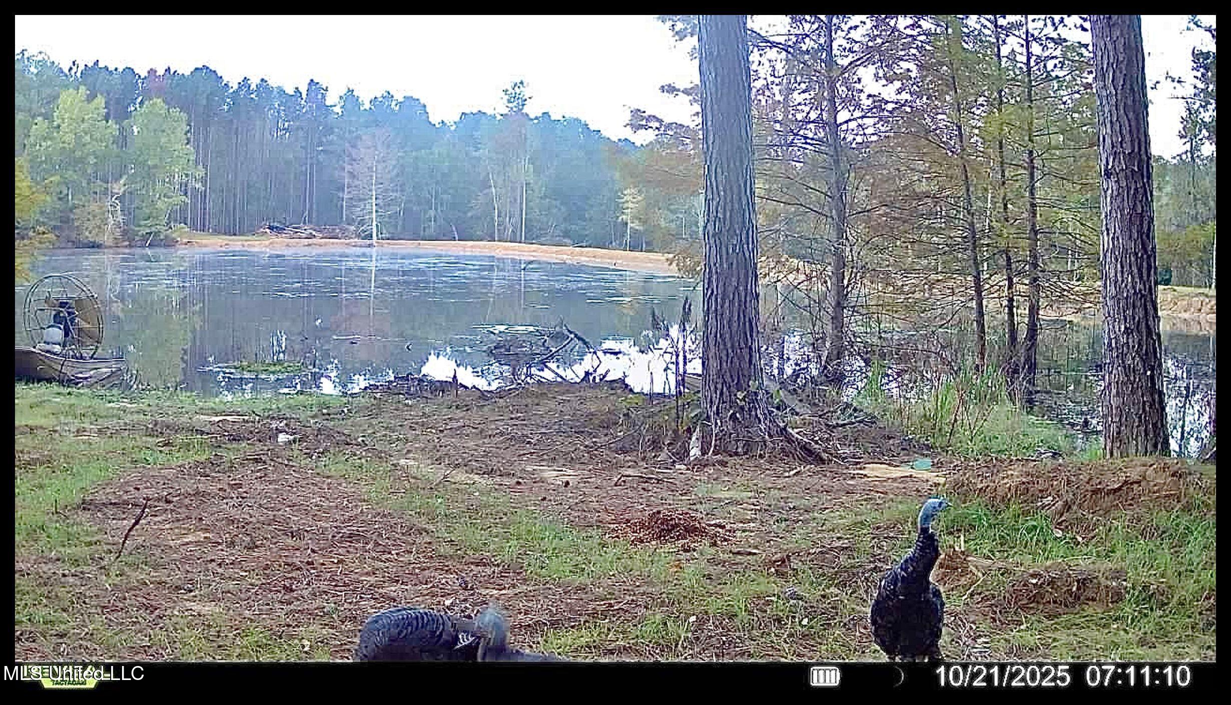 348 Beaverdam Road Camden, MS 39045 - Photo 15 of 122 turkeys10.21.25